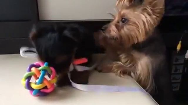 Бося воспитывает дочку. смотреть онлайн