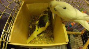 драка волнистых попугаев. птенец получил ни за что