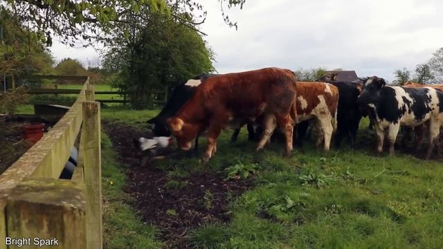 15 Times Animals Messed With The Wrong Opponent смотреть онлайн