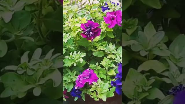 how to grow petunia || how to grow petunia plant and care urdu & hindi смотреть онлайн