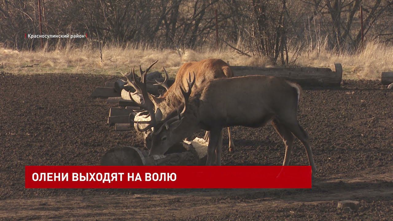 В заказнике «Горненский» выпустили оленей в естественную среду