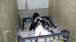 Можно ли подложить второй раз яйца под индоутку////Индоутка сидит на яйцах////