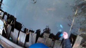 Как Хранить Живца Круглый Год  !!!