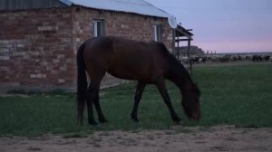 ПРОСТЫЕ ПРОФЕССИИ ЧАБАН 23 04 2022