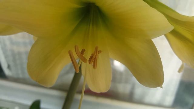 ว่านสี่ทิศ "Lemon Sorbet" สีเขียวมะนาว ..ช่อที่สองบานแล้วจ้า..มาชมความสวยกันค่ะ😍😍 смотреть онлайн