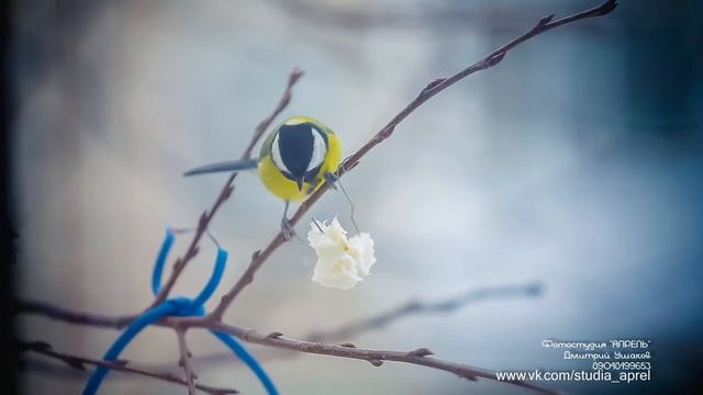 Синички и кусок сала. смотреть онлайн