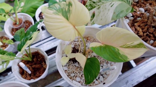 Homalomena rubescense смотреть онлайн