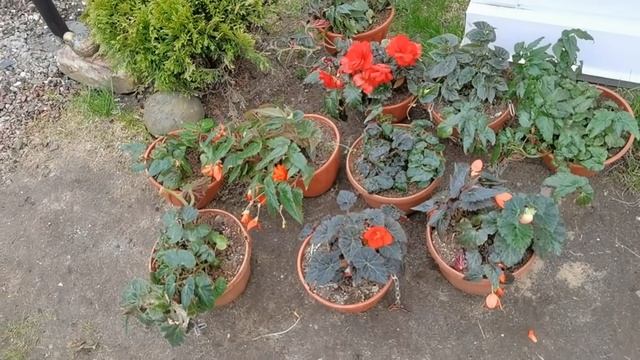 Приучаем растения к солнцу. Пора выносить рассаду в сад смотреть онлайн