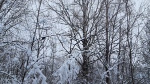 Охота на тетерева с чучелами! Будет ли трофей?
