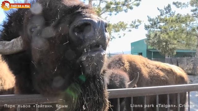 Видишь топку - забрасывай туда ? Маленькая экскурсия по Тайгану.  A small tour of Taigan. смотреть онлайн