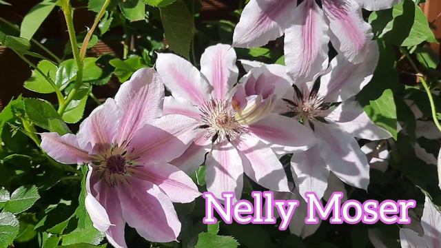 Najpiękniejsze clematisy , powojniki w ogrodzie 🌸 wczesne odmiany @PastelGardenPL смотреть онлайн