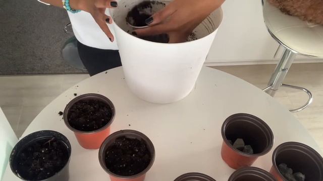 Growing Baby Blue Eucalyptus (Cinerea) from Seeds смотреть онлайн