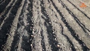 1000 МЕЛОЧЕЙ: Как быстро сажать много картофеля при помощи самодельного плужка окучника.