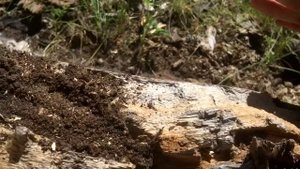 МУРАВЬИНЫЙ ЛЕВ - ИДЕАЛЬНЫЙ УБИЙЦА! Как поймать муравьиного льва и содержать дома? \\ Димон и пумба