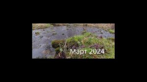 | Ручьевая форель | Март 2024 |