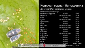 Колючая горная белокрылка (Aleurocanthus spiniferus Quaint.)