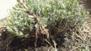 Размножение  лаванды черенками путем деления куста