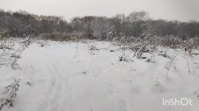 В лесу сказка... Укусила полевая МЫШЬ? смотреть онлайн