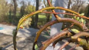 ИВА ПЕНДУЛА. ФОРМИРОВАНИЕ ПОСЛЕ ПОКУПКИ С НУЛЯ