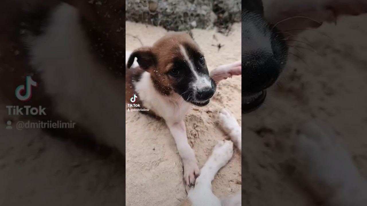 Dogs is my friends on the beach ️ Boracay island #philippines #dogs #funnydogs #dogsoftiktok смотреть онлайн