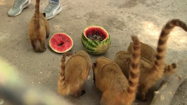 Одесский зоопарк представляет Обогащение среды у енотов и носух смотреть онлайн