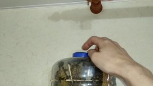 Стеклянный улей. Второй корпус в виде бутылки (bee brood.