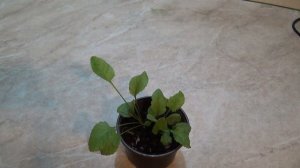 Библейский Лист - КАНУФЕР, КАЛУПЕР, ПИЖМА Бальзамическая (Tanacetum balsamita,Costmary.Marienblatt)