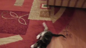 Капли от блох для кошек могут быть опасны!