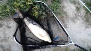 ? Амурчик рвал леску как нитку?