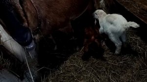 выкармливаем козлят под козой