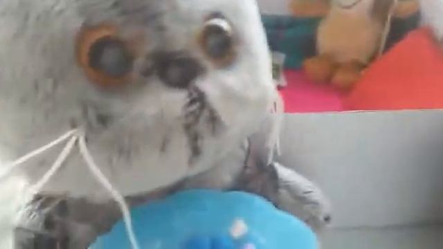 После дневного сна. Что делают басики после дневного сна? смотреть онлайн