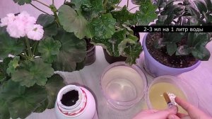 ВНЕСИ 1 таблетку в ГЕРАНЬ, замиокулькас и даже самый чахлый цветок оживет зазеленеет и наберется си