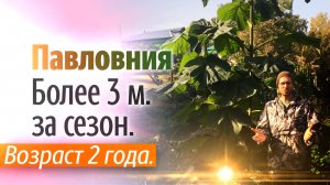 Павловния выросла более 3 метров. Нижегородская область.