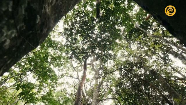 Планета джунглей / Jungle Planet Серия 23 Засушливые джунгли / Parched Jungles