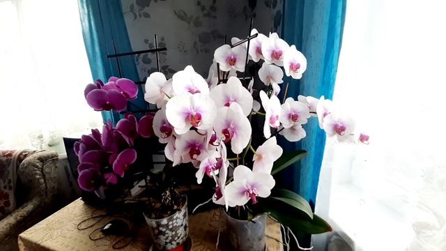 Огромные Орхидеи в Домашних условиях.