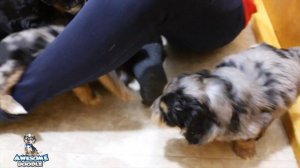 Petunia's 6 week old AussieDoodle Puppies