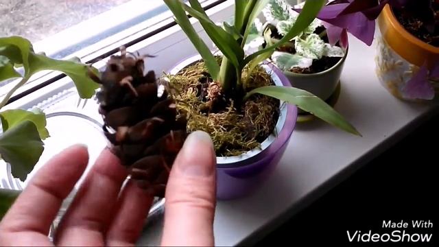 Ели или сосны? Поиск семян и посадка смотреть онлайн