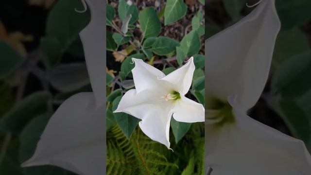 СМОТРИТЕ, НЕ МОРГАЯ? ЭТО ЛУННЫЙ ЦВЕТОК ?MOON FLOWER ?РАСПУСКАЕТСЯ... смотреть онлайн
