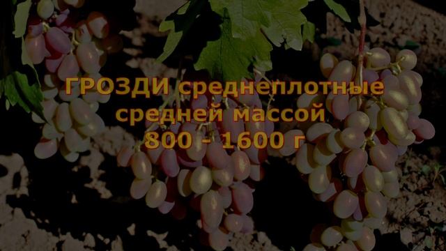 @Виноград Юбилей Новочеркасска смотреть онлайн