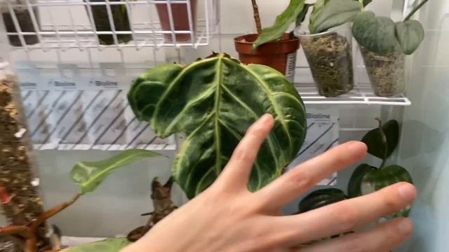 A Day Of Plant Chores Challenges  WEIRD Questions  Houseplant Rehab and Chat