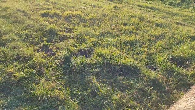 НАШЛИ ОПЁНОК ОСЕННИЙ?НА ОГОРОДЕ НЛО❓️??07-09.11.23 смотреть онлайн