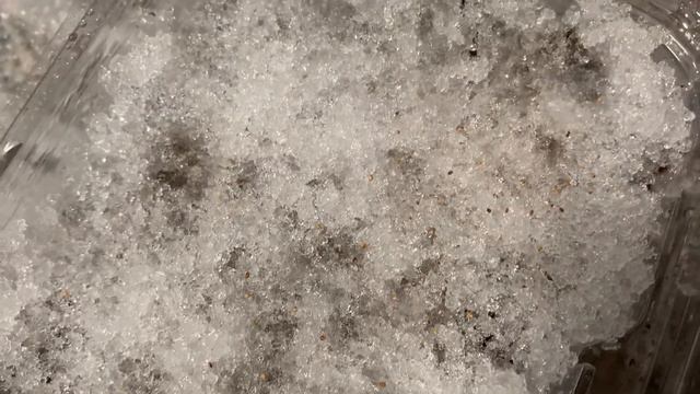 Выращивание клубники/садовой земляники из семян. Выращивание земляники от А до Я. Часть 1 смотреть онлайн