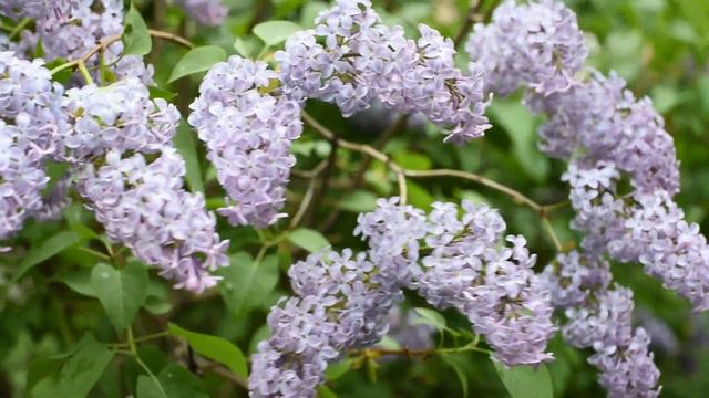 ЦВЕТ СИРЕНИ Футаж смотреть онлайн