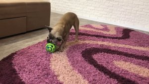 Мяч для собак Хихикающий со звуком  11см Wobble Wag Giggle