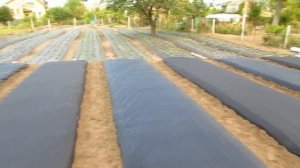 Моя Клубника (25.09.2020). Сажаем клубнику под черное агроволокно.