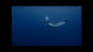 Видео урок №3 Тема: Применение и воздествие пластиков на окружающую среду