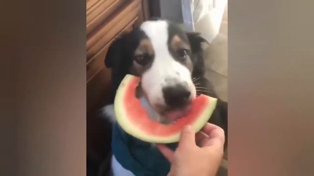 Какая собака не любит сочный, вкусный арбуз? Пёс ест арбузы. смотреть онлайн
