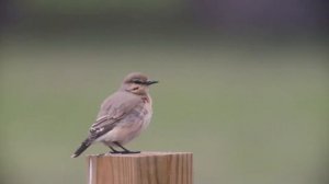 Каменка плясунья Oenanthe isabellina Isabelline Wheatear