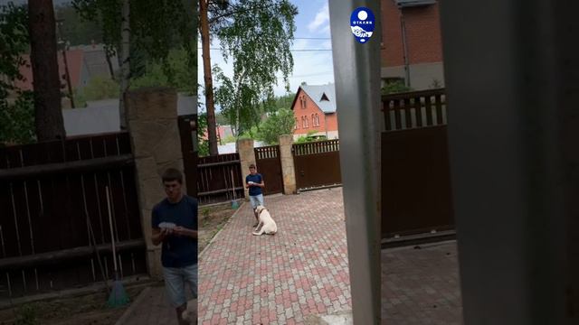 Найдите 5 ошибок тренировки #воспитаниесобак #кликердрессировка