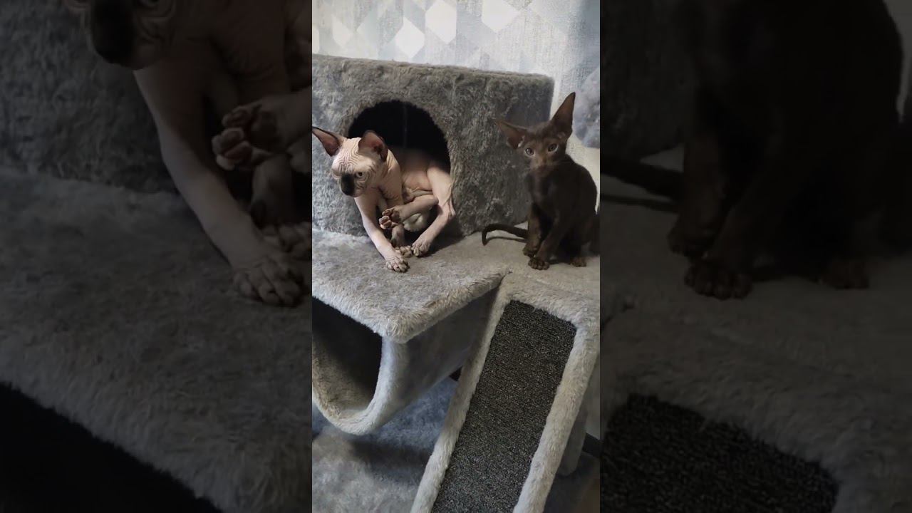 Котята,все хотят ласку #котята #канадскиесфинксы #ориентальныйкот